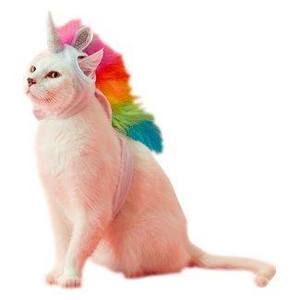 Meet your Posher, Alison